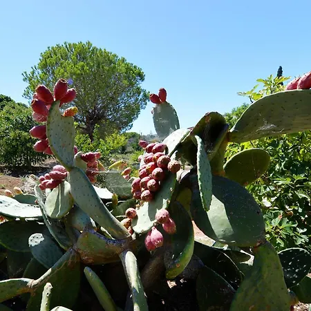 Carola לינה וארוחת בוקר גאליפולי