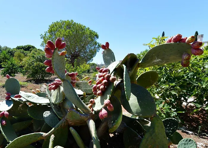 Carola Bed & Breakfast Gallipoli